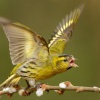 Cizek lesni - Spinus spinus - Eurasian Siskin 6832